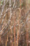 Little bluestem